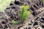 Две с половиной тысячи гектаров амурских лесов засадили соснами, елями и кедрами
