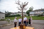 Металлическое дерево-копилку установили в Плодопитомнике в честь дня рождения села