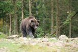Волонтеры собрали больше 100 тысяч рублей на поиски медвежонка на границе Якутии и Приамурья