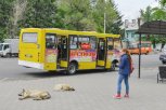 В мобильном приложении 2ГИС можно отследить движение благовещенских автобусов