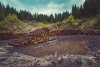 В Магдагачинском районе черные лесорубы уничтожили лиственницу и сосну на миллион рублей