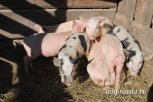Очаг африканской чумы свиней зафиксирован в Белогорье