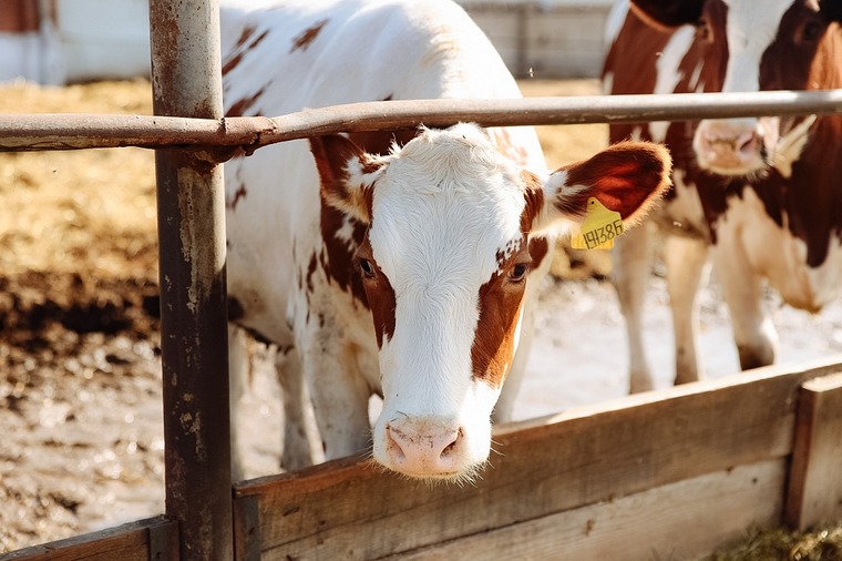 Молочную ферму на 5 000 коров строят в Ивановке / В селе Ивановка возводят животноводческий комплекс на 5 000 коров. Увеличить поголовье в два раза удалось благодаря отказу от строительства телятников. Ожидается, что первое молоко здесь получат в декабре 2022 года. Объект посетил губернатор Василий Орлов. 