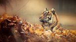 10 способов научиться жить медленно, ручной бурундук из Уркана, и рецепт икры: утро с АП