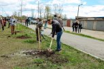 В Благовещенске высадят более 200 саженцев рябины, калины и боярышника