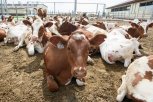 Как ООО «Приамурье» реализует инновационные проекты и участвуют в развитии сельских территорий