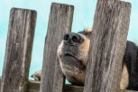 Четырехлетнюю девочку из Белогорска покусала соседская собака