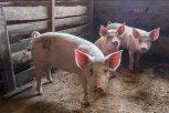 В Приамурье уничтожат еще тысячу свиней: вспышка африканской чумы подтвердилась в Тамбовском районе