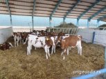 Амурчанин выиграл грант на 18 миллионов рублей для развития семейной фермы