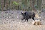 В Амурской области сократят численность диких кабанов из-за АЧС