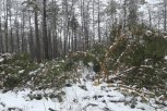Особый противопожарный режим отменен на севере Амурской области