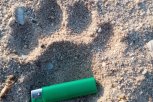 В Мазановском районе тигр напал на жеребенка