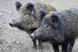 В Приамурье еще у пяти диких кабанов обнаружена АЧС