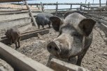 Амурская область планирует получить статус свободной от ящура зоны