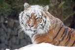 Сын президентского Бориса: специалисты выяснят генетику гуляющего по Приамурью тигра