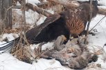 Краснокнижного беркута привезут в Благовещенск на обследование