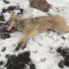 Волк в Серышевском районе напал на собаку: животное проверят на бешенство
