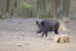 У павшего кабана в Михайловском районе обнаружена АЧС