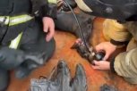 Пес едва не задохнулся при пожаре в жилом доме Белогорска