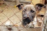 Жителю Зейского района грозит до 5 лет  лишения свободы за убийство собаки