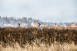 In Amur district, fire damage halved: government cuts off season