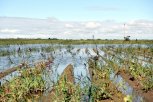 Правительство РФ выделит Приамурью больше миллиарда рублей на поддержку аграриев после паводка