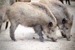 В четырех районах Приамурья сняли карантин по АЧС