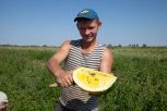 Амурские желтые арбузы претендуют на премию «Звезда Дальнего Востока»