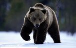 В амурских заказниках из-за паводка и плохого урожая ягод сократилось число медведей