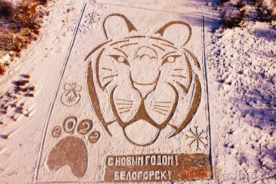 Тигр на снегу: первая ледовая открытка от белогорского велоклуба прилетела в «Амурскую правду»