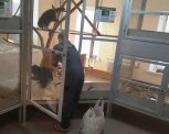Семь мешков капусты и морковки передали животным Амурского эколого-биологического центра
