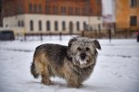 Декабрь в Амурской области обещает быть холодным и бесснежным