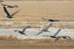 В Амурской области появится новый заказник для охраны редких птиц