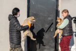 Крыша для собак: первый межмуниципальный приют для бездомных животных откроется в Шимановске к осени