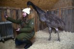 В гостях у страусов эму: благовещенская семья выращивает в городе экзотических птиц