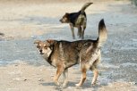 Губернатор Приамурья: «Даже после стерилизации бродячие собаки представляют опасность»