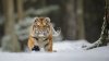 В Амурской области вдвое увеличилось количество тигров