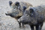 В Циолковском снят карантин по африканской чуме свиней