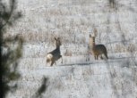 Жителя Архары будут судить за незаконную охоту на косуль