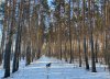 Всем гулять: в Приамурье солнечно и не очень морозно