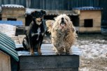 В Белогорске после трагедии в Забайкалье увеличили вознаграждение за поимку бездомных собак
