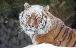 Учет амурского тигра сделали открытым: перепись редких хищников стартует в начала февраля