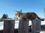 Объявляем сбор мартовских котов: «Амурская правда» проводит фотоконкурс домашних питомцев