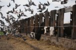 План на трехлетку: в Приамурье с вводом новым ферм планируется закрыть потребность в молоке