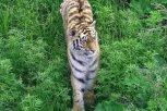 Росомаха умер: в Приморье скончался один из самых известных спасенных тигров