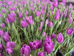 В плодопитомнике «Свободненский» к 8 Марта вырастили 25 тысяч цветов