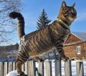 Барсик. 1 год, 4 кг — участник конкурса «Мартовский кот 2». Фото: Елена