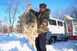 Волк в обмен на льготу: в Приамурье предлагают поощрять профессиональных охотников
