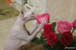 В кадре — мартовские коты: больше 300 снимков своих питомцев прислали наши читатели (фотообзор)
