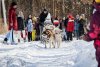 Сила стаи: благовещенские хаски и лайки прокатили детей в нартах (фото- и видеорепортаж)